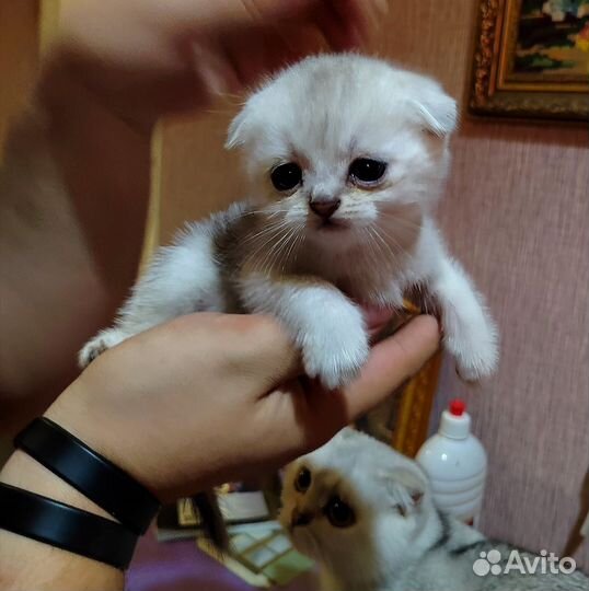 Шотландская вислоухая