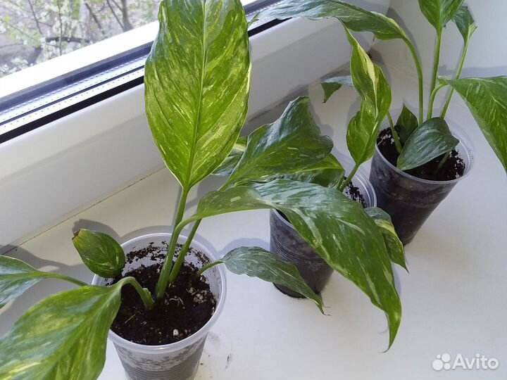 Спатифиллум домино