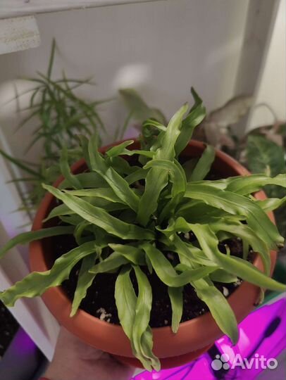 Папоротник асплениум