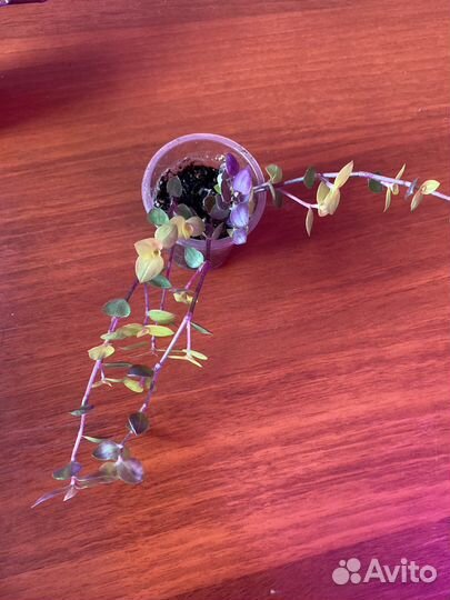 Коллизия голд,бьянка и зеленая