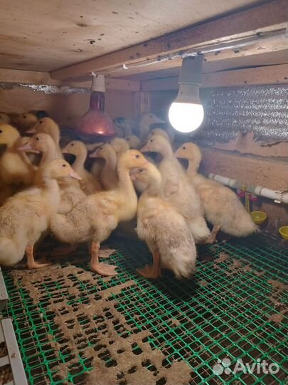 Цыплята