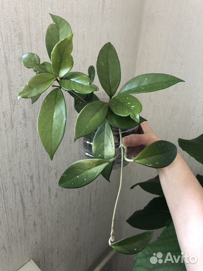 Хойя, восковой плющ