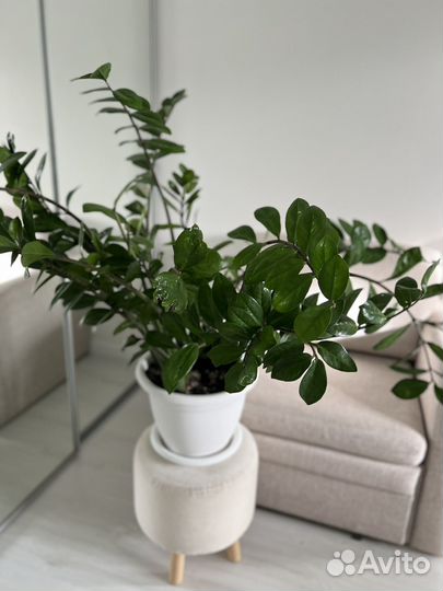 Замиокулькас