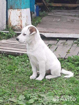 Щенки в добрые руки