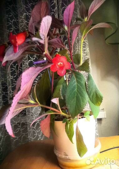 Колерия, фиалка, алоэ