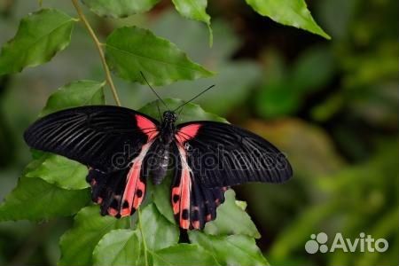 Фермы с Бабочками: Вдохновение для Малышей