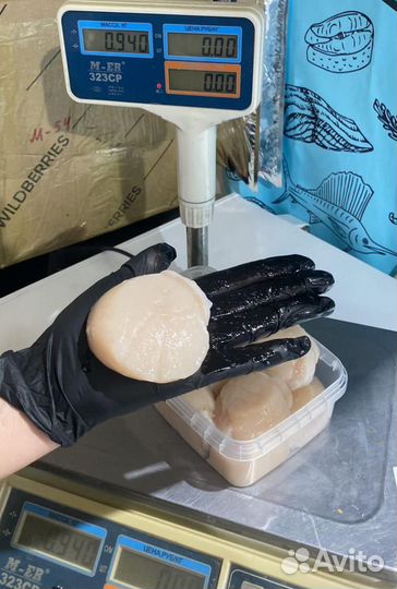 Морской Гребешок