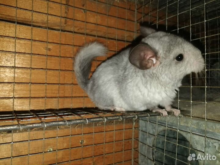 Шиншиллы