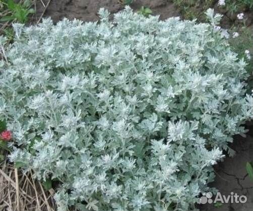 Полынь Стеллера