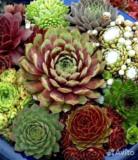 Вечно живое