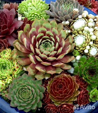 Вечно живое