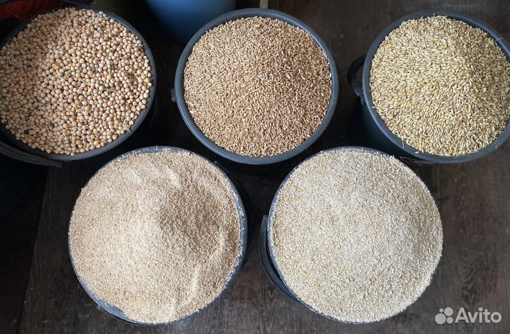 Пшеница, ячмень, горох