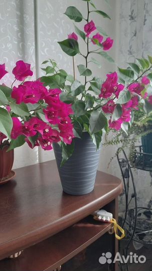 Бугенвиллия взрослая