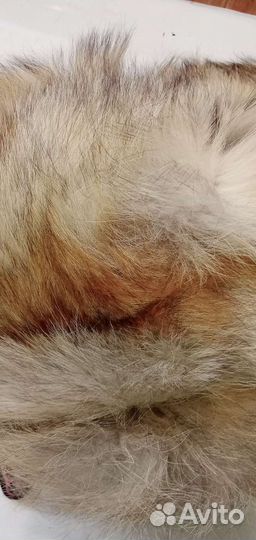 Шапка лисья (гномик)