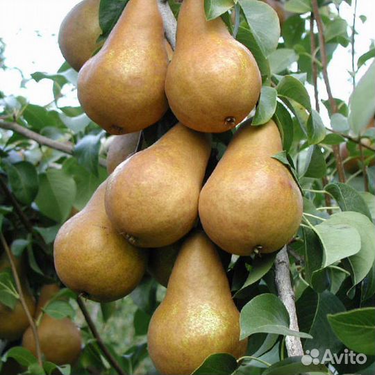 Саженцы груши опт и розница
