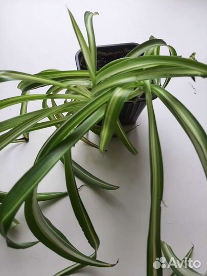 Хлорофитум