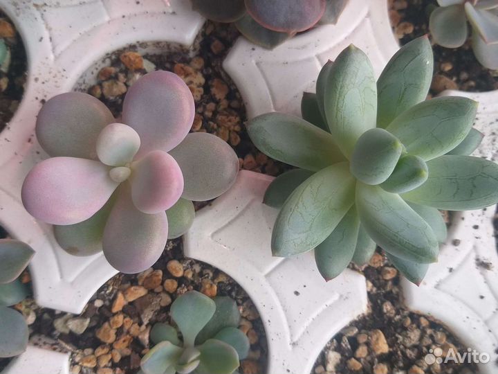 Суккуленты, часть 1