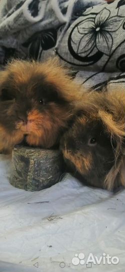 Морские свинки. Мишки Тедди