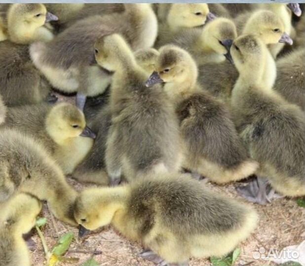 Гусята 