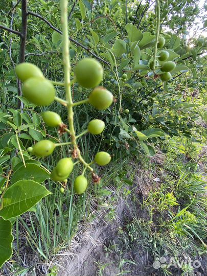 Черемуха виргинская
