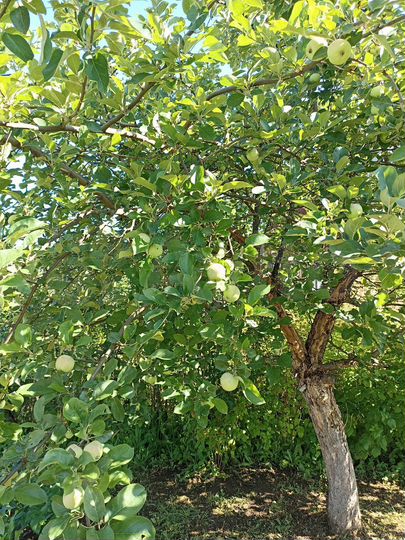 Дом 30 м² на участке 6 сот.