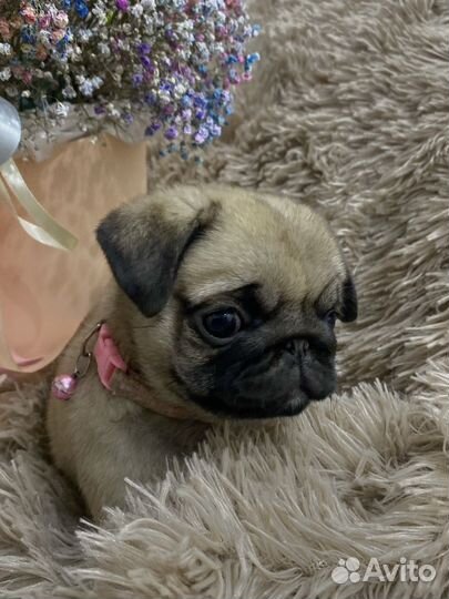 Щенки мопса