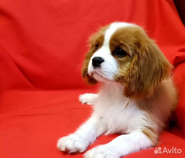 Кавалер Кинг Чарльз спаниель щенки