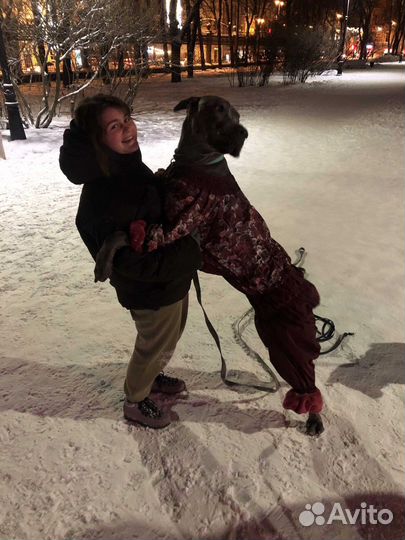 Зоопсихолог, гуманный кинолог