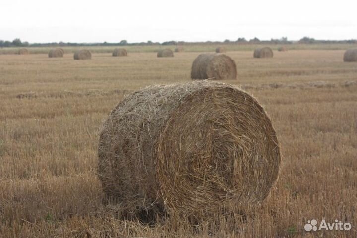 Продаю сено в рулонах