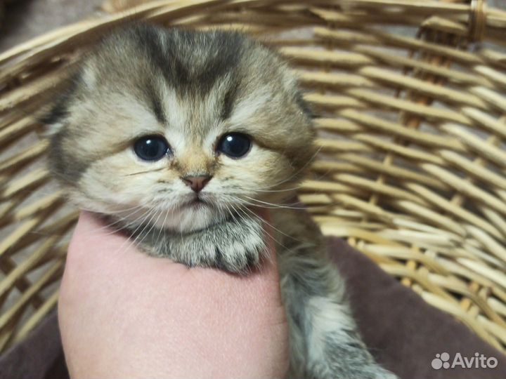 Вязка, кот Шотландский