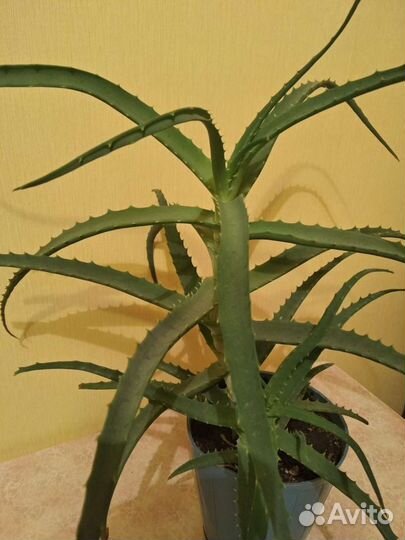 Алоэ лечебный