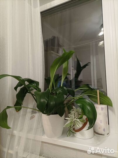 Эухарис амазонская лилия