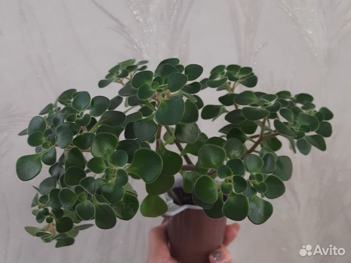 Аихризон дерево любви