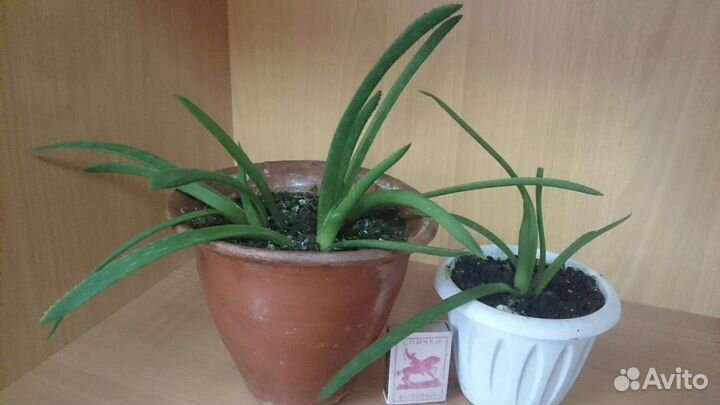 Гастерия пятнистая (