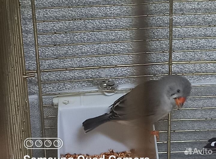 Зебровые амадины