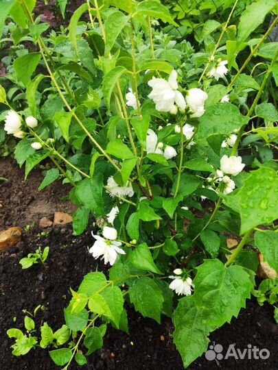 Саженцы махрового жасмина