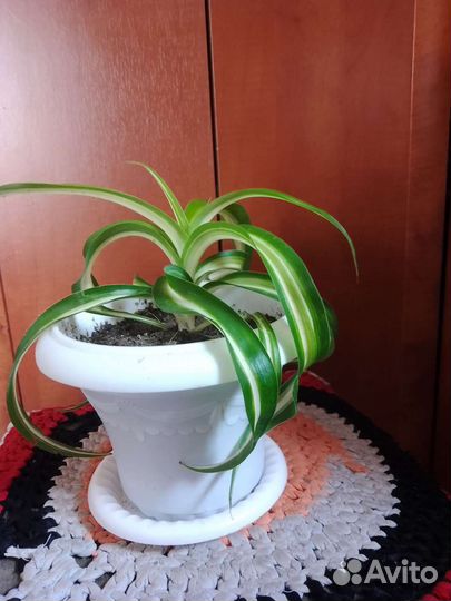 Хавортия полосатая, хлорофитум хохлатый и другие