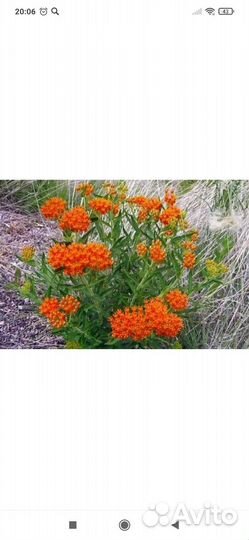 Сапонария базиликолистная, ваточник