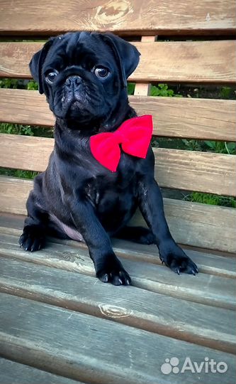 Доставка по России щенки мопс