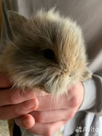 Декоративные кролики вислоухие