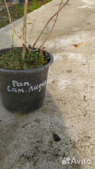 Гортензия метельчатая