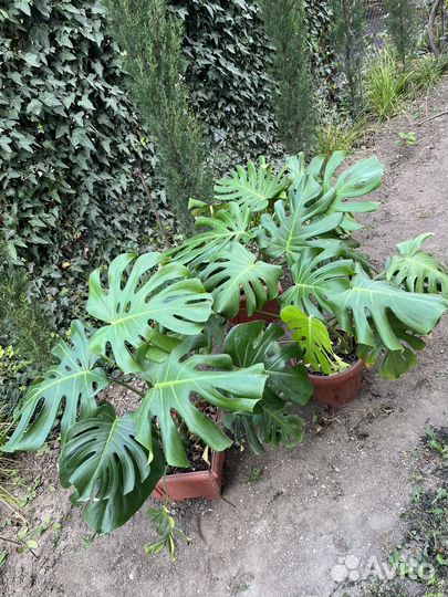 Роскошные монстеры для Вашего интерьера