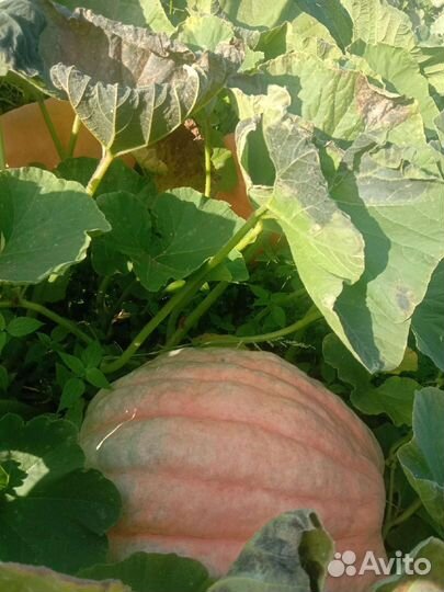 Тыква кормовая, гарбузы