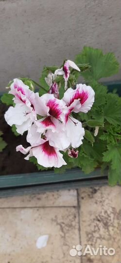 Гибискусы,пеларгонии,ирис африканский