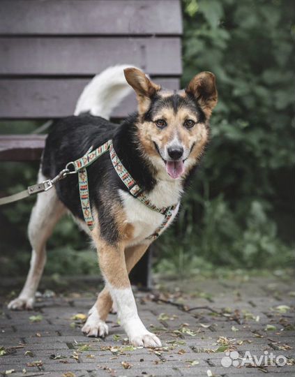 Собака в добрые руки