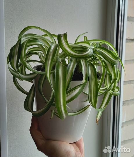Хлорофитум кучерявый Бонни