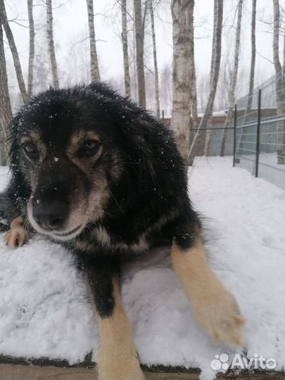 Собака в добрые руки отдам бесплатно