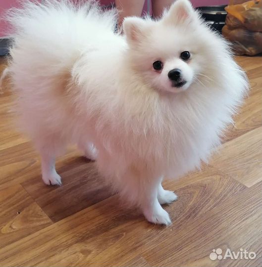 Померанский шпиц