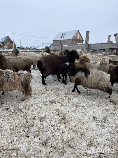 Бараны и Бык