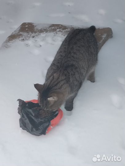 Котик в добрые руки